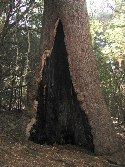 A Sugar Pine Before the Fire